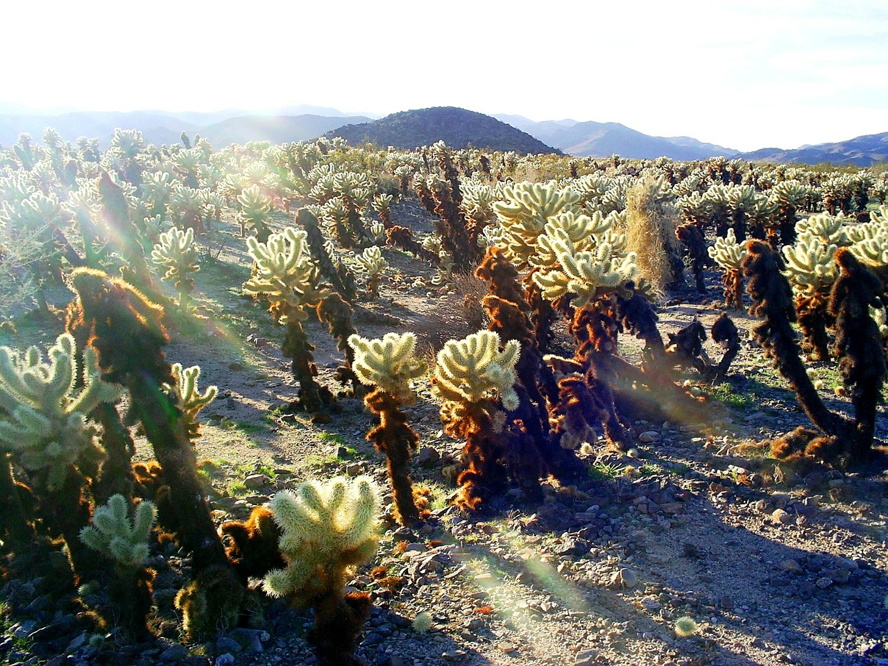 Enjoying California's parks and deserts for generations to come